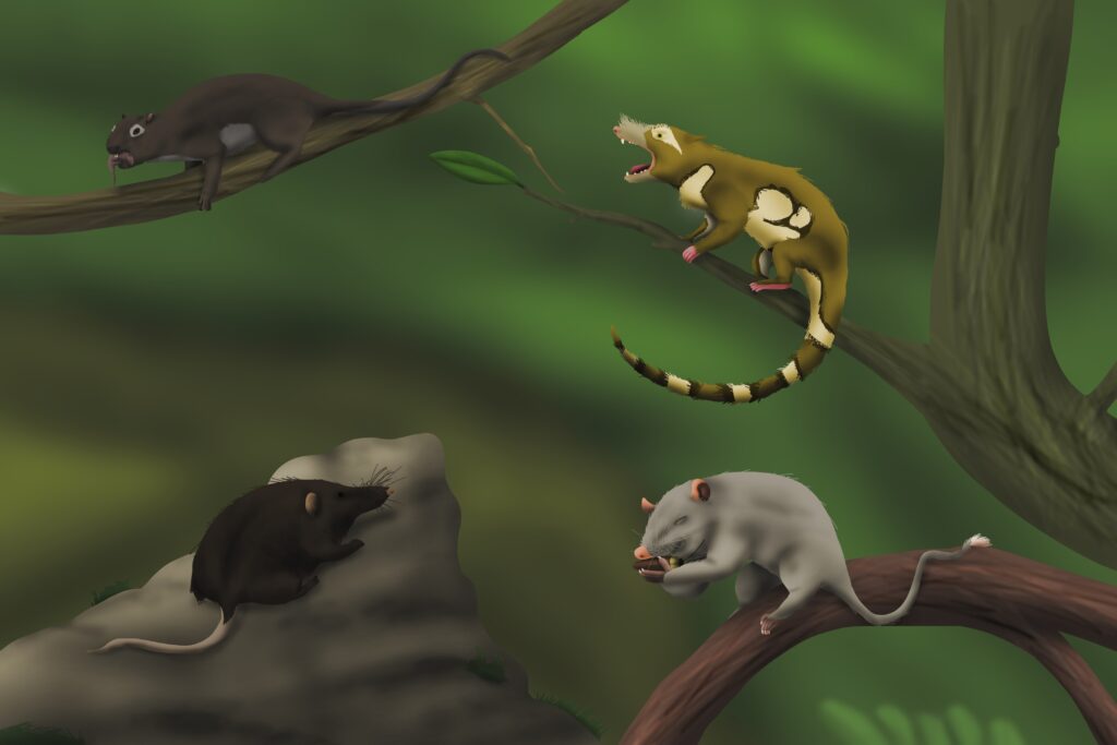 You See Mammal Ancestors Survive by Going Small and Specialized