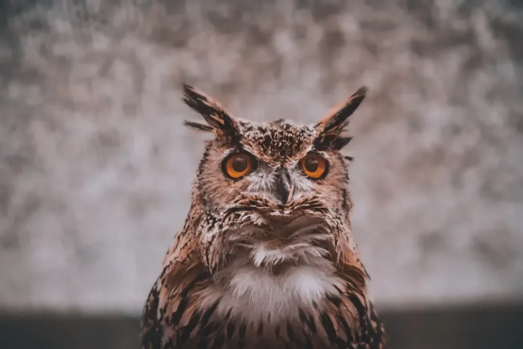 Which 4 Zodiac Signs Are as Patient and Observant as a Prehistoric Owl?