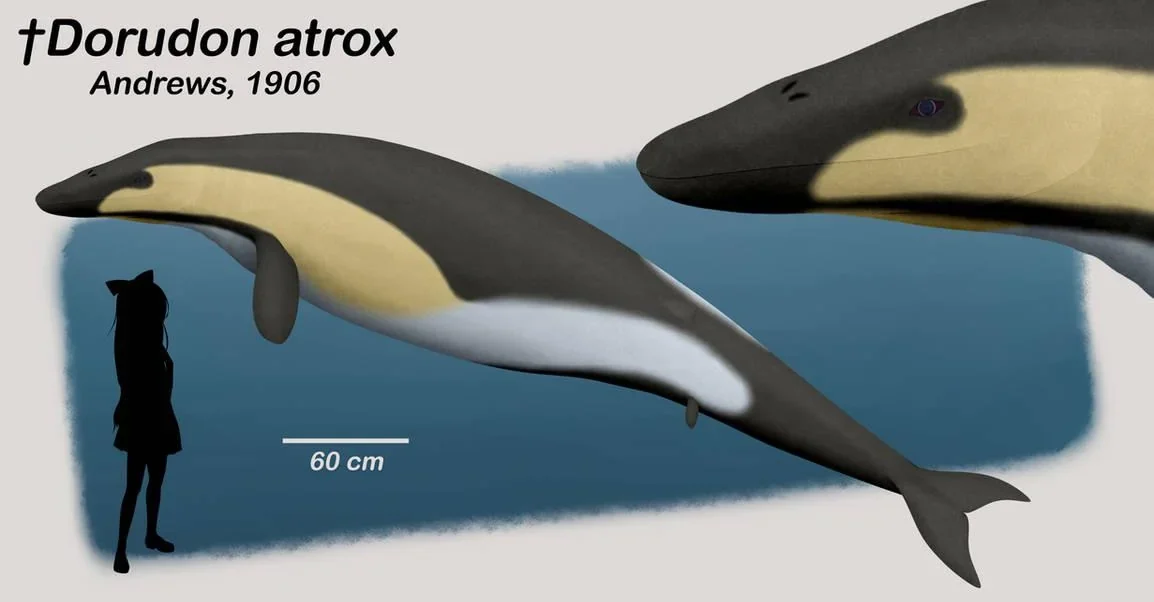 Basilosaurus and Dorudon: When You Fully Commit to Life at Sea