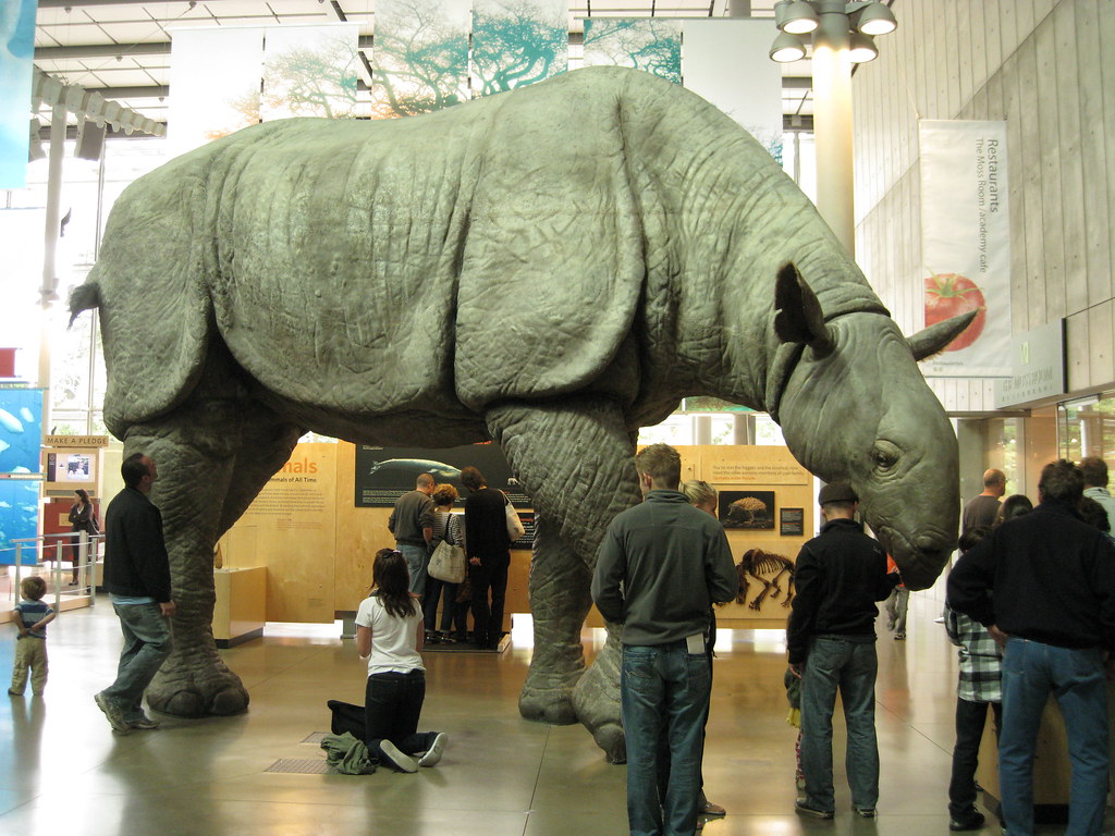 6. Paraceratherium – The Giant Without Horns