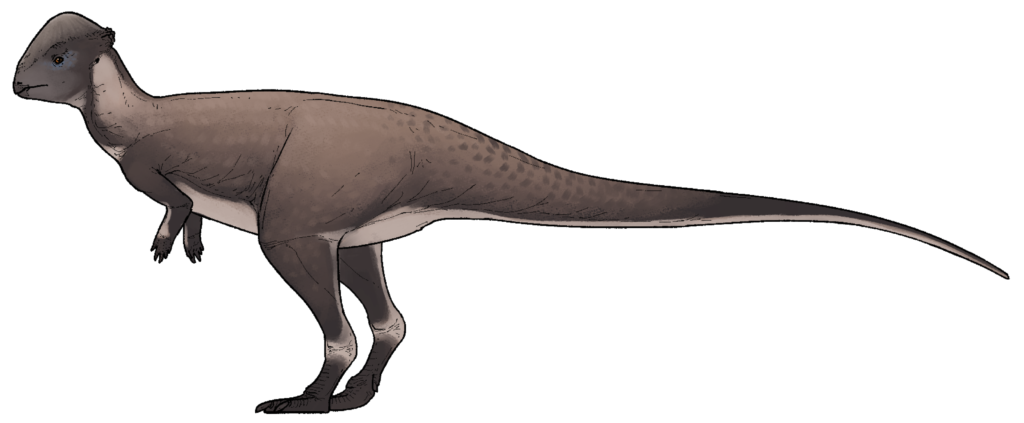 6. Brontotholus Harmoni: Montana's New "Thunder Dome" Dinosaur