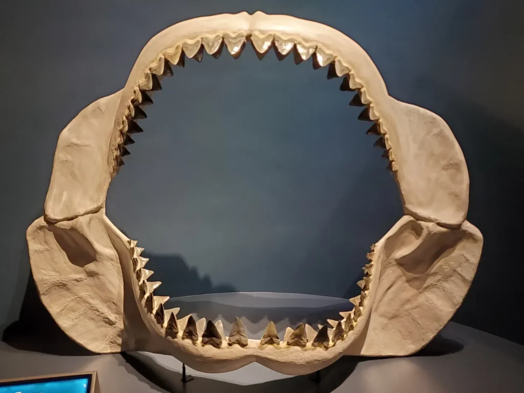 The Mighty Megalodon: Unraveling the Mystery of the Ocean's Apex Predator