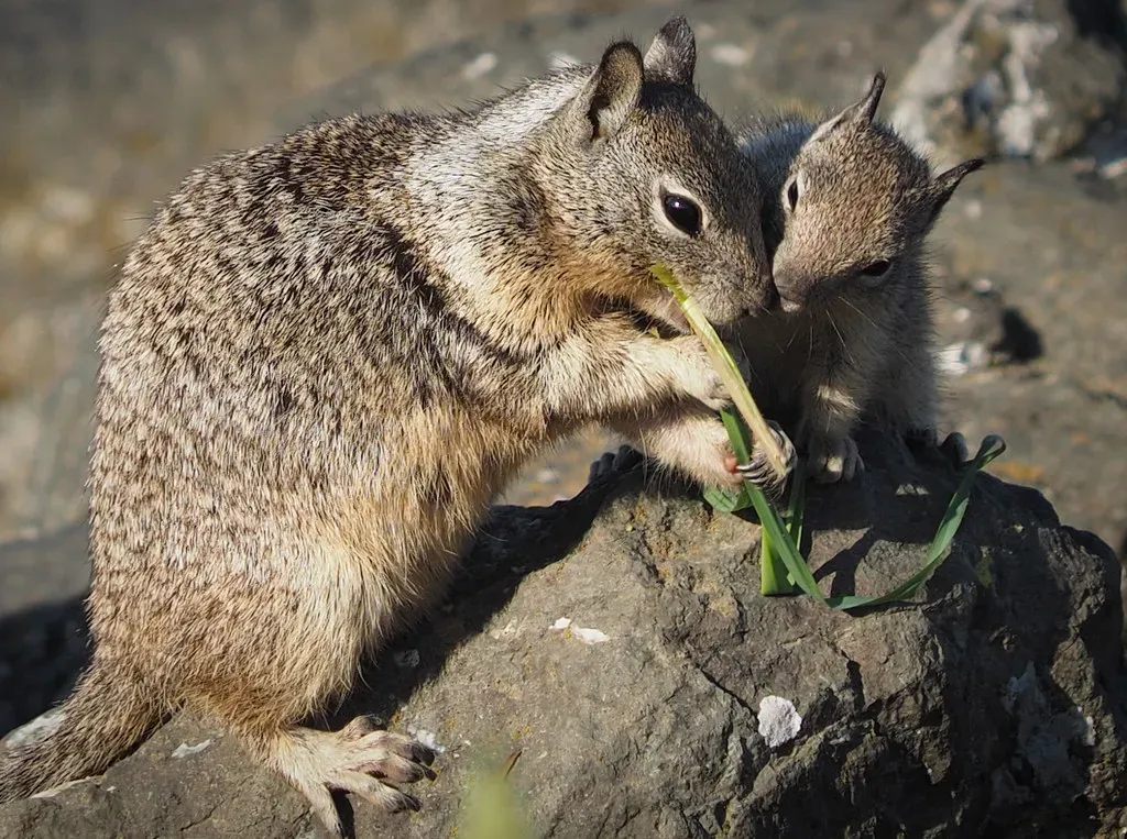 12 Unbelievable Facts About Earth's Earliest Mammals You Never Knew