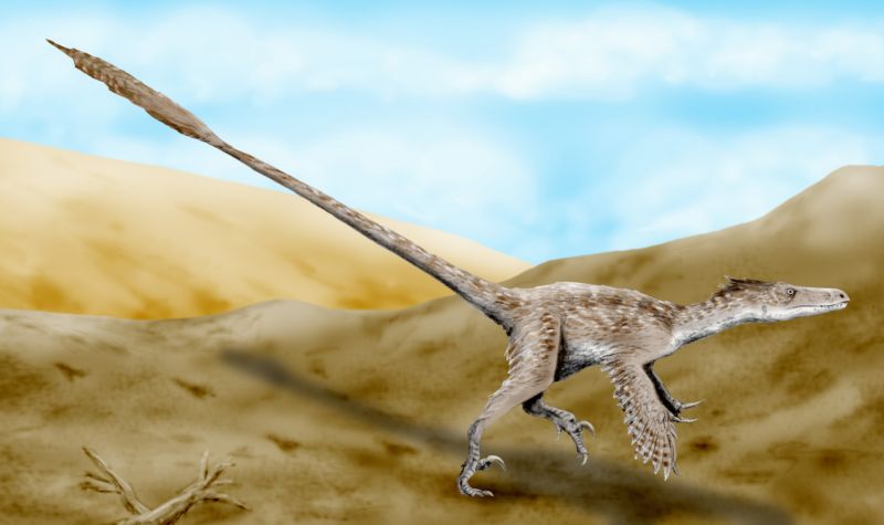 9. Feathered Dinosaurs Used Wing-Like Limbs to Run Faster
