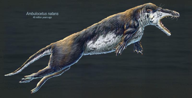 Ambulocetus and Walking Whales: Your Crocodile-Like Stage
