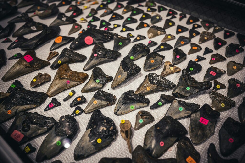 Ancient Shark Teeth in the Rocky Mountains 