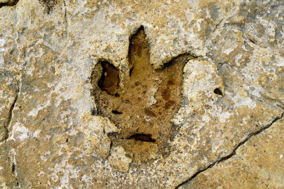Fossilized Footprints Reveal the Daily Lives of Prehistoric Giants