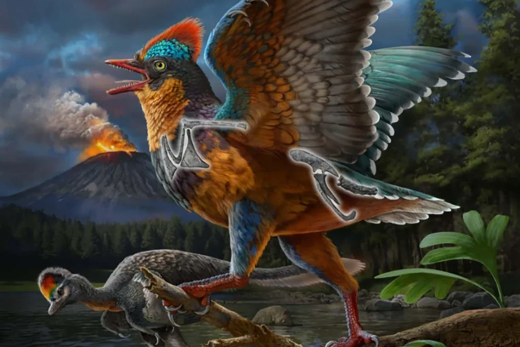 Baminornis zhenghensis: Pushing the Clock Back 20 Million Years