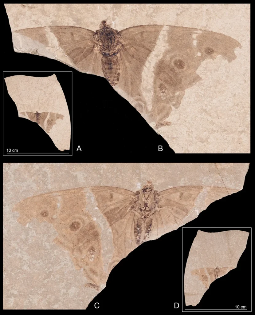 One of the Best-Preserved Butterfly Fossils on Record