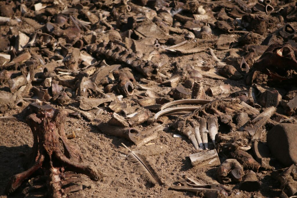 Marine Reptile Graveyards in Kansas