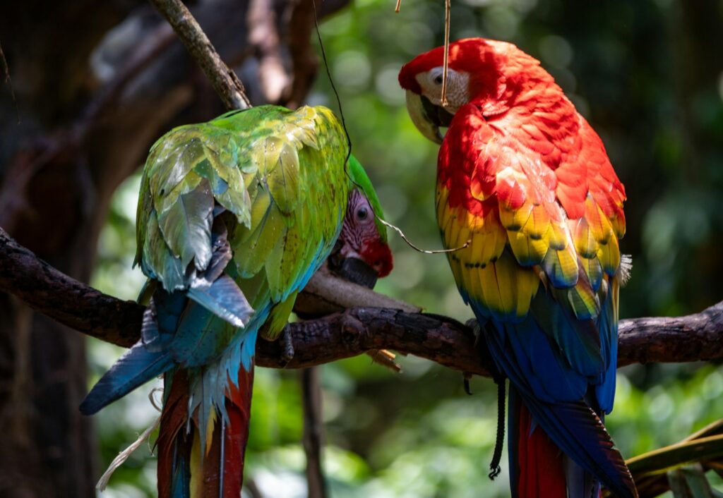 A Front-Row Seat to Canopy Drama