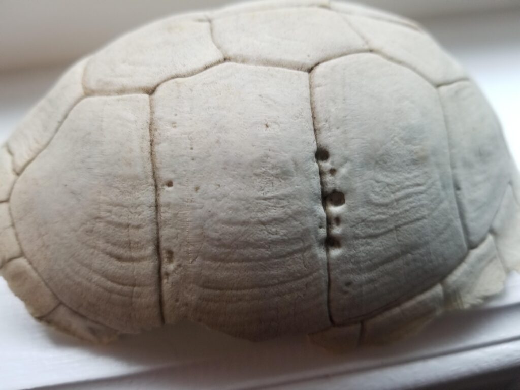 Scars That Tell Stories