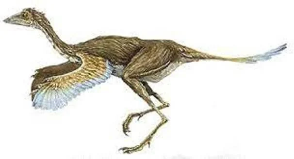 From Dinosaurs to Birds: The Agile Legacy That Still Flies Today 