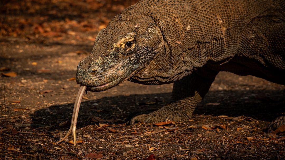 Indonesia busts wildlife trafficking ring targeting Komodo dragons