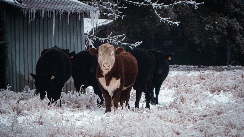 Heat and cold alter how animals fight disease. As the climate changes, this knowledge may be vital