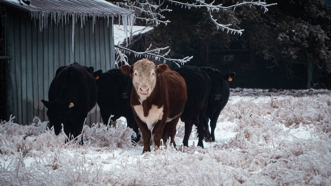 Heat and cold alter how animals fight disease. As the climate changes, this knowledge may be vital