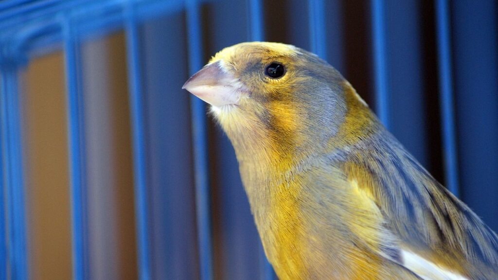 How temperature swings impact the growth of young songbirds
