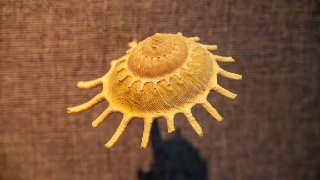 Tiny fossil shells hold two chemical signals that could skew past ocean temperatures