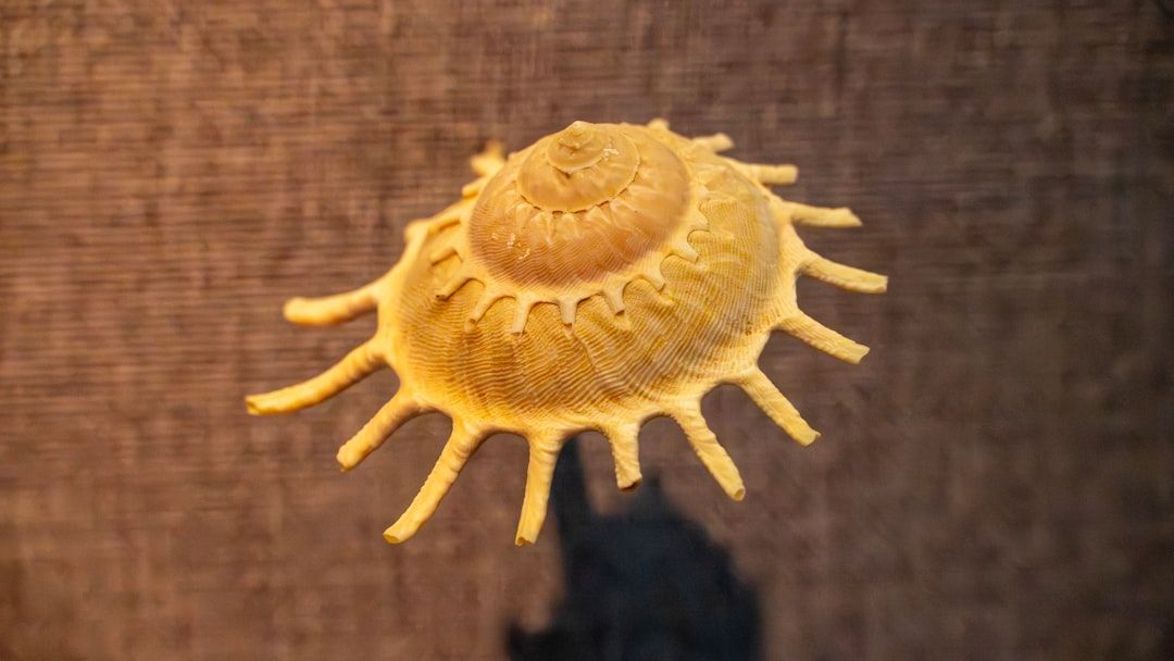 Tiny fossil shells hold two chemical signals that could skew past ocean temperatures