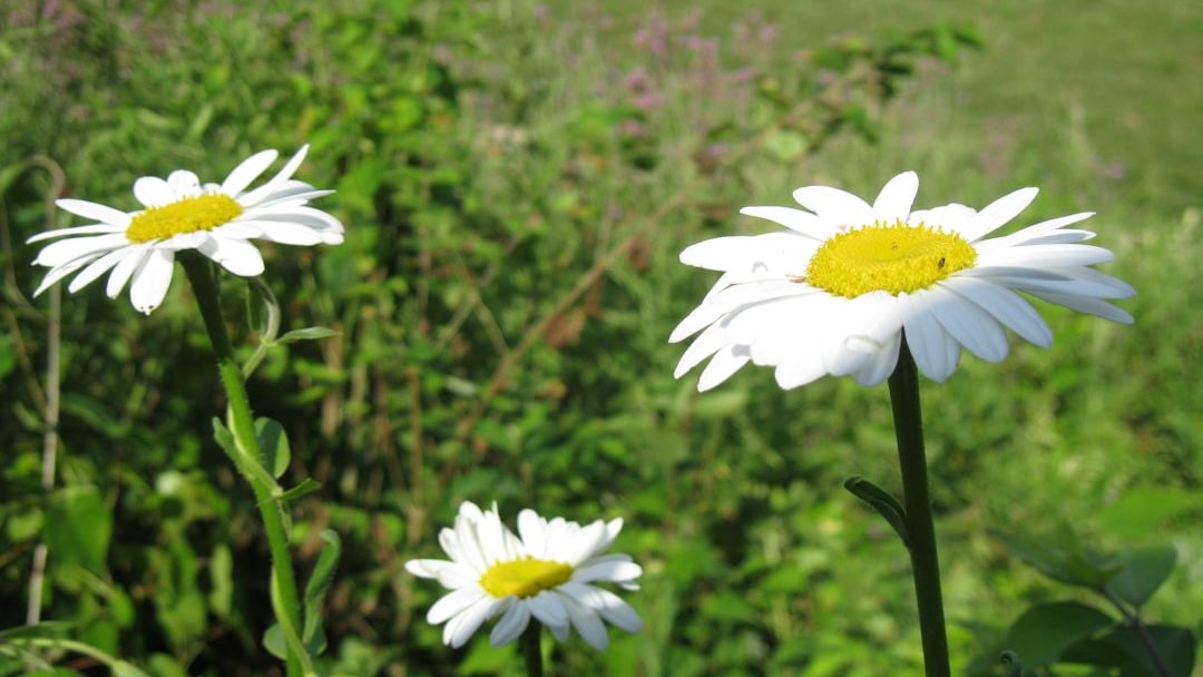 The Rapid Evolution of Giant Daisies