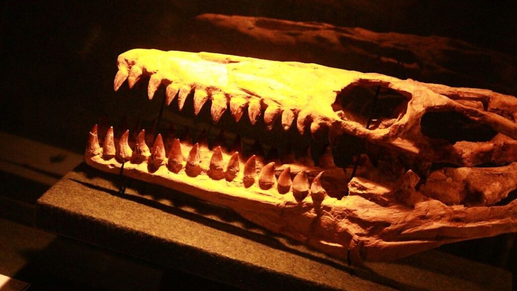 New research uncovers 'missing' braincase and skull of shark-toothed dinosaur