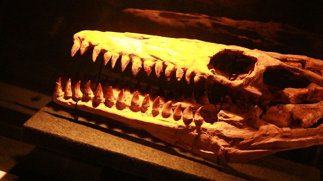 New research uncovers 'missing' braincase and skull of shark-toothed dinosaur