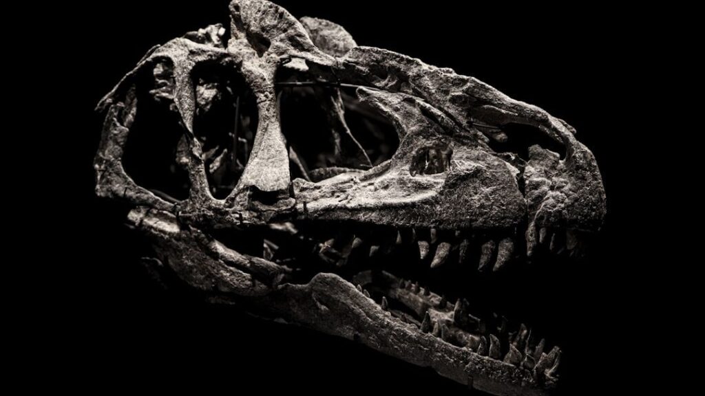 Famed Brazilian dinosaur fossil finally heads home