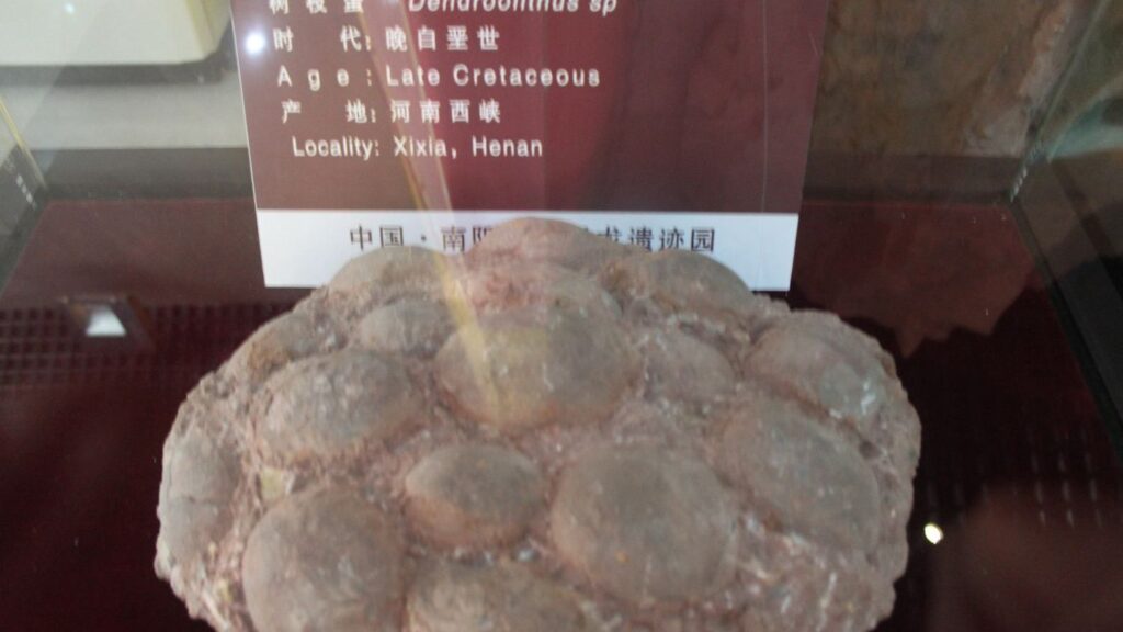 9 Fascinating Facts About Dinosaur Eggs That Will Hatch Your Curiosity