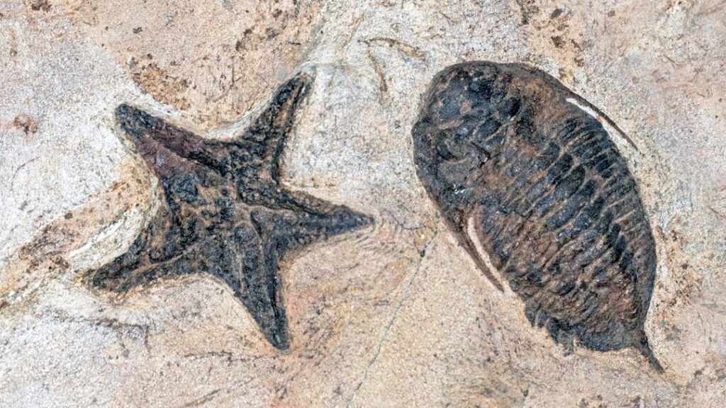 Discovering America's Oldest Fossils: A Journey Into Deep Time