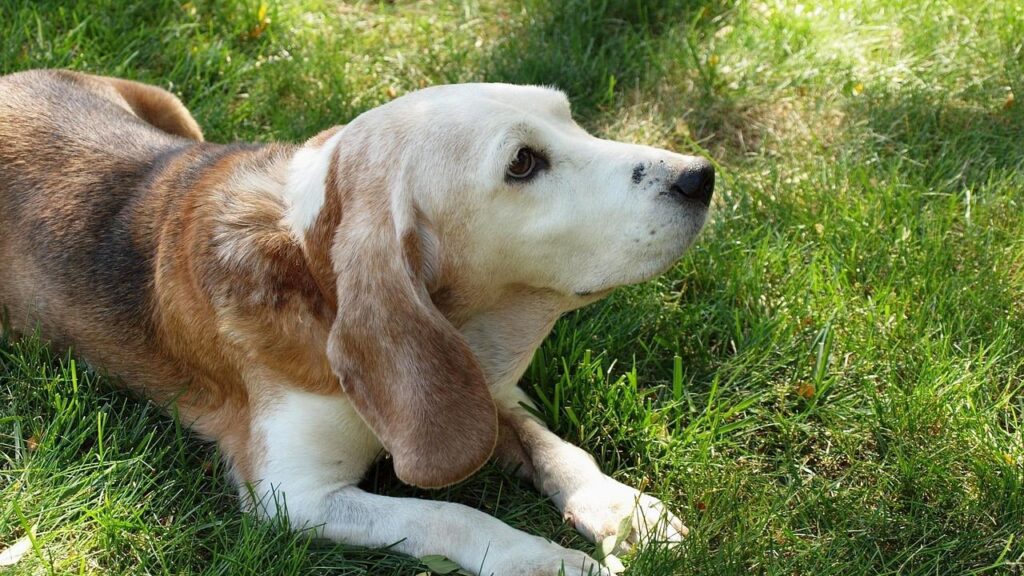 Hundreds of beagles rescued from Ridglan Farms