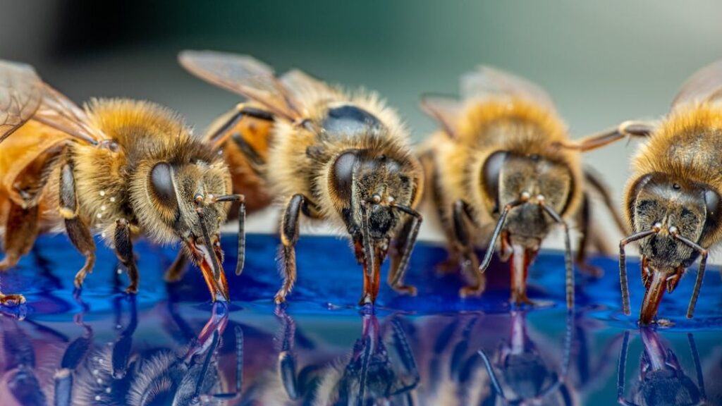 Bees can detect viruses in food sources, but don't necessarily avoid them