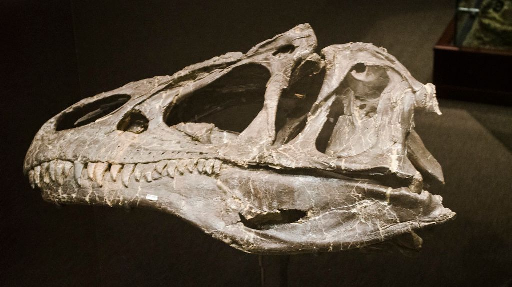 12 Ancient Mysteries: What Fossils Still Can't Tell Us About Dinosaurs
