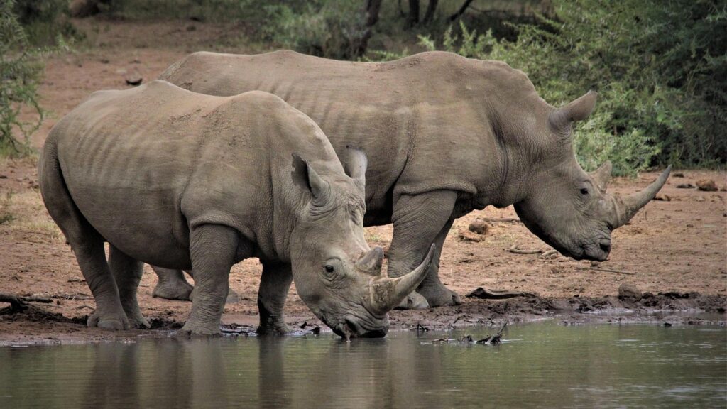 As wildlife trade expands, so do pathways for disease spillover to humans