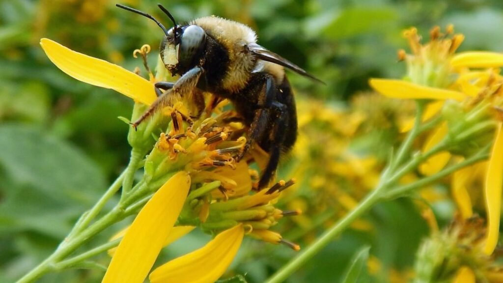 How higher temperatures can benefit (or devastate) bumble bee populations