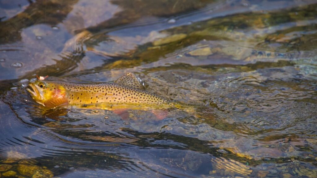 An experiment shows that yellow trout can grow larger than the wild strain