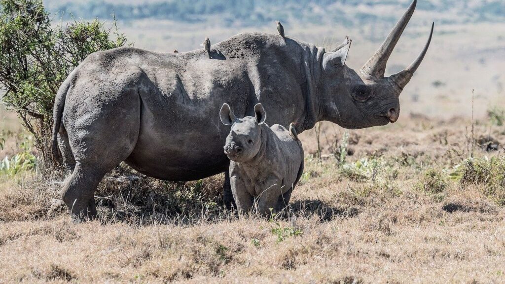 Sidestepping the ban: A reckless gambit for global rhino horn trade