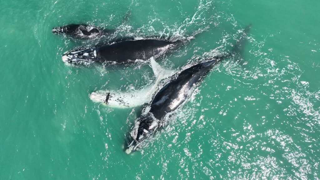 A baby boom for North Atlantic right whales, but extinction still a threat
