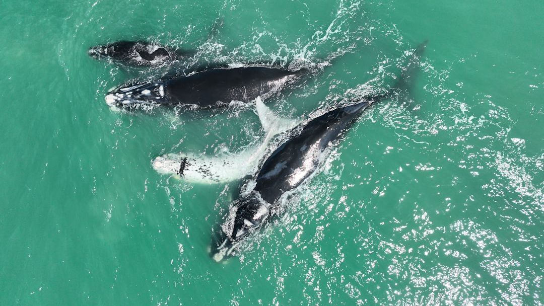 A baby boom for North Atlantic right whales, but extinction still a threat