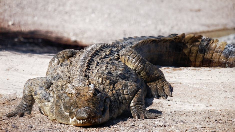Prehistoric Crocodiles Were Even More Terrifying Than Modern Ones