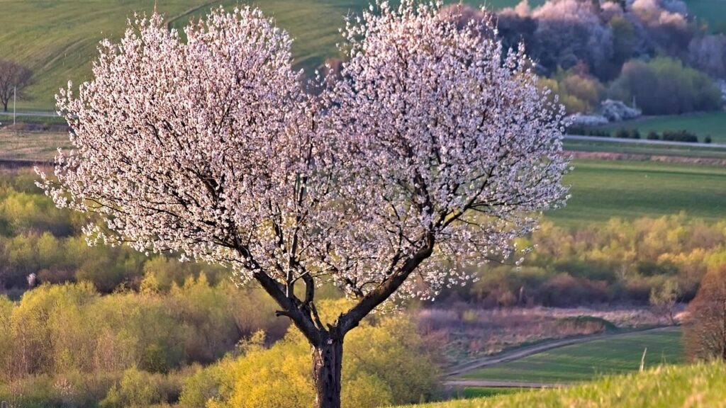Which Flowering Tree Matches Your Zodiac Sign
