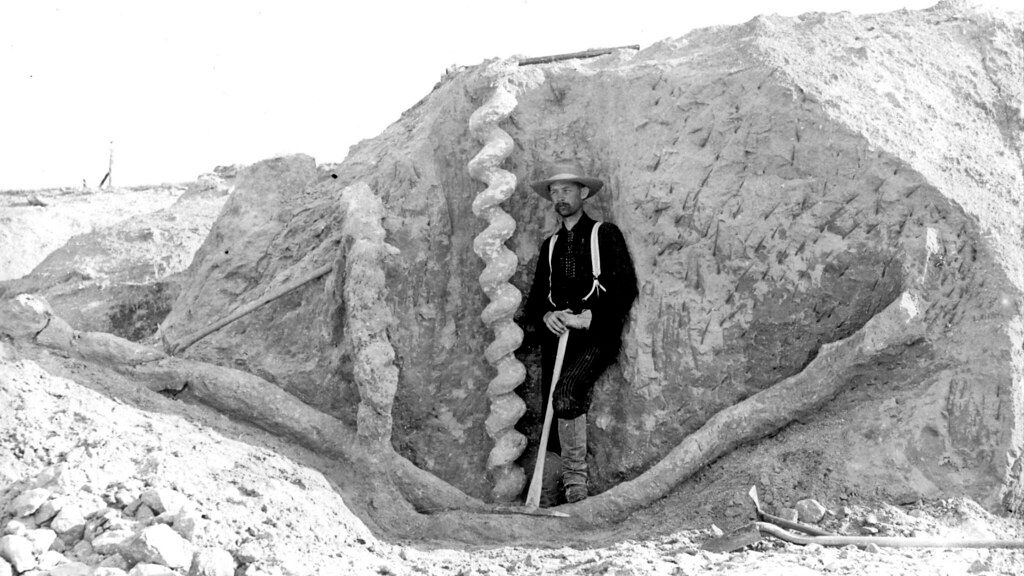 The Most Mysterious Prehistoric Fossil Found in America