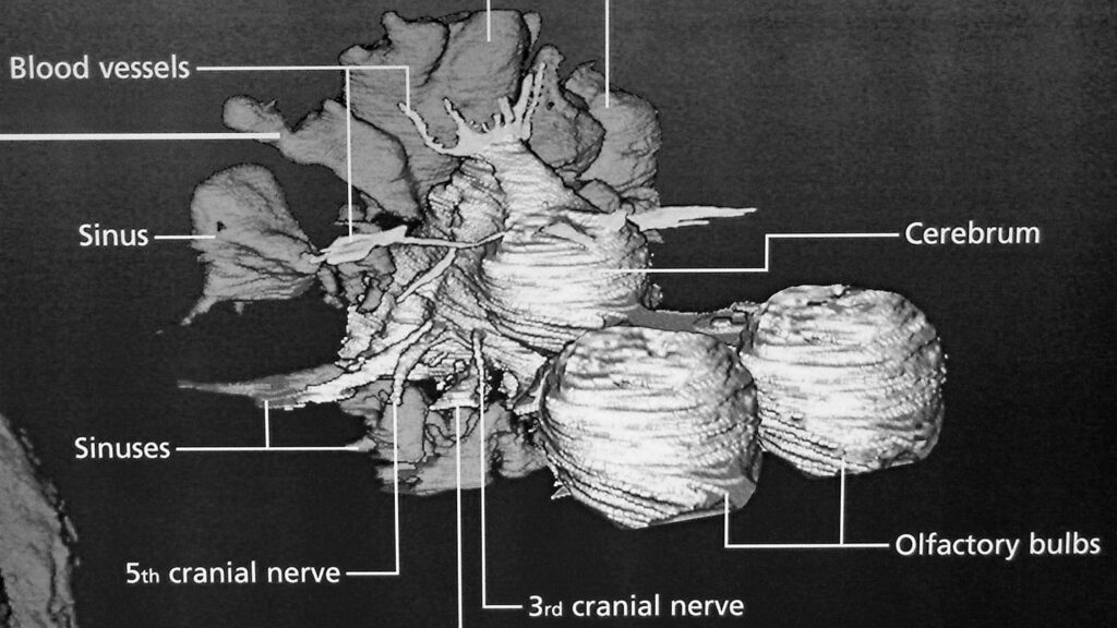 9 Unbelievable Facts About Dinosaur Brains and Intelligence