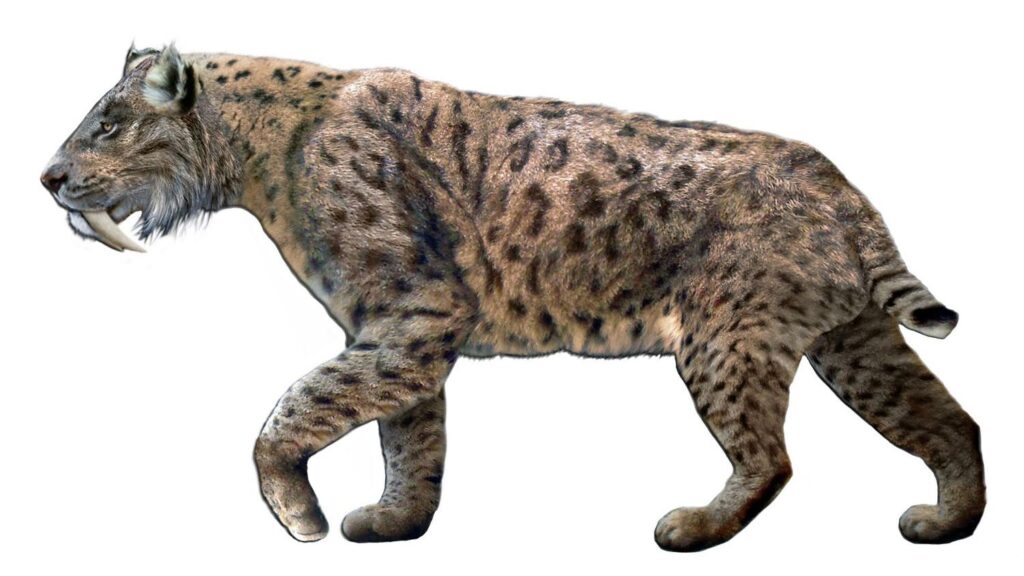 8 Facts About the Saber-Toothed Tiger: The Ice Age's Fearsome Hunter