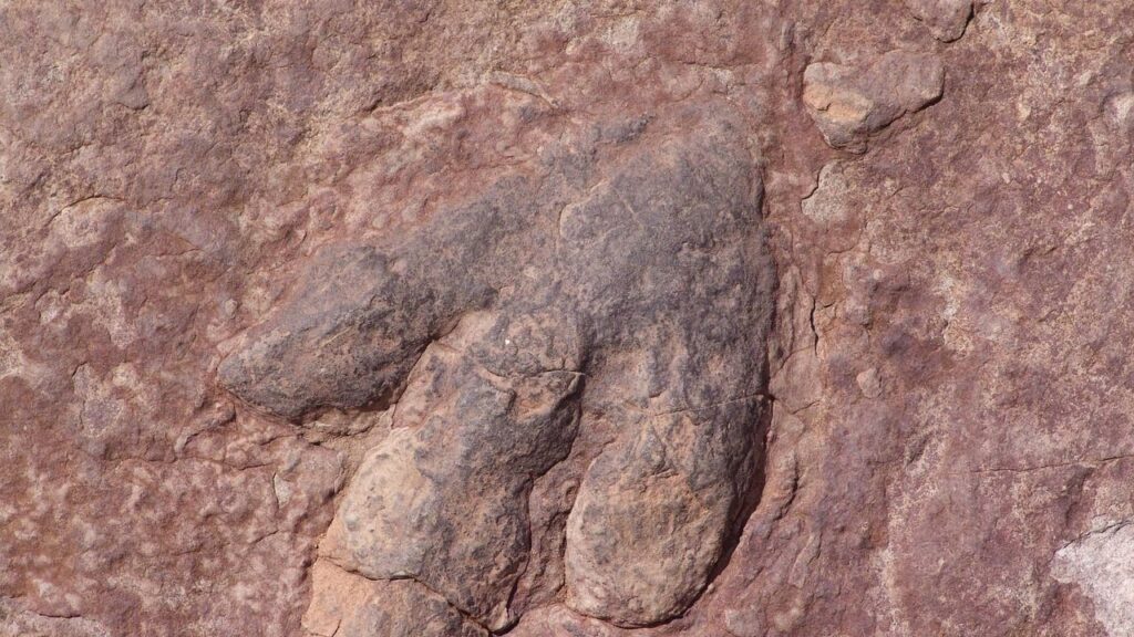 Fossilized Footprints: Decoding the Daily Lives of Ancient Beasts
