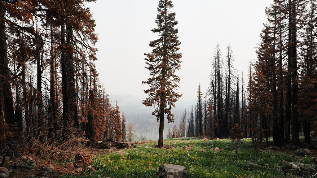 What Type of Forest Tree Reflects Your Zodiac Sign