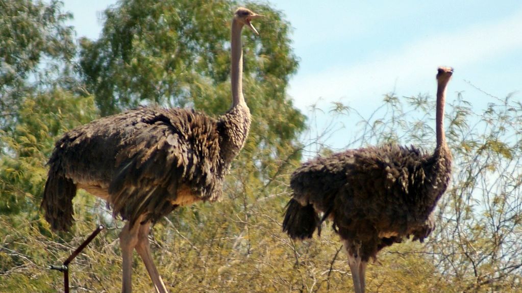 Which Bird Best Represents Your Zodiac Sign