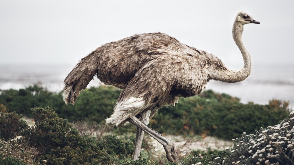 The Birds That Look Like Living Dinosaurs Today