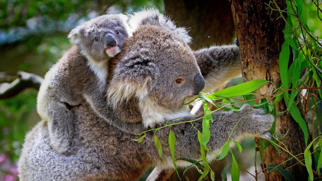 How AI could save koalas