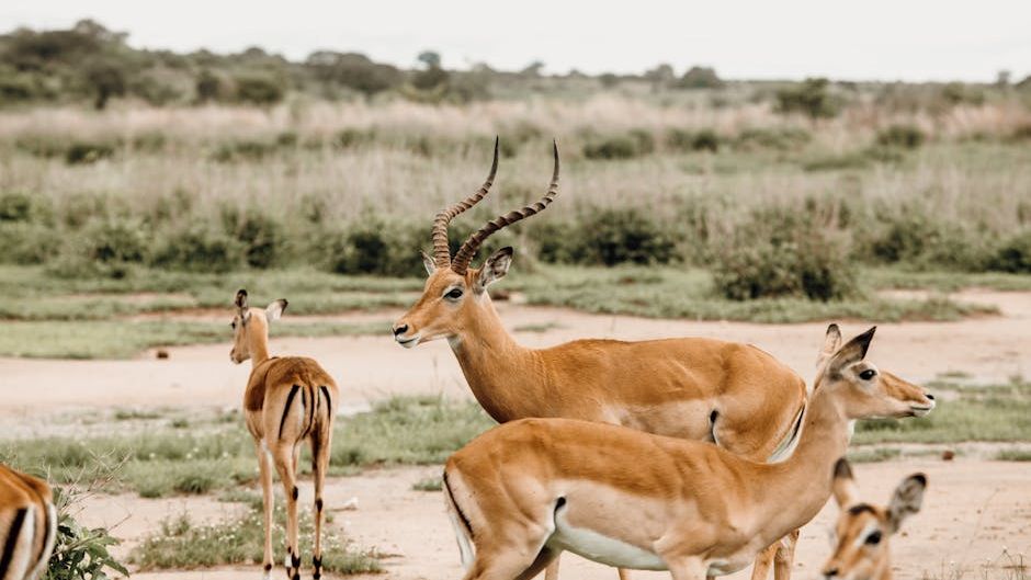 What Grassland Animal Matches Your Zodiac Personality