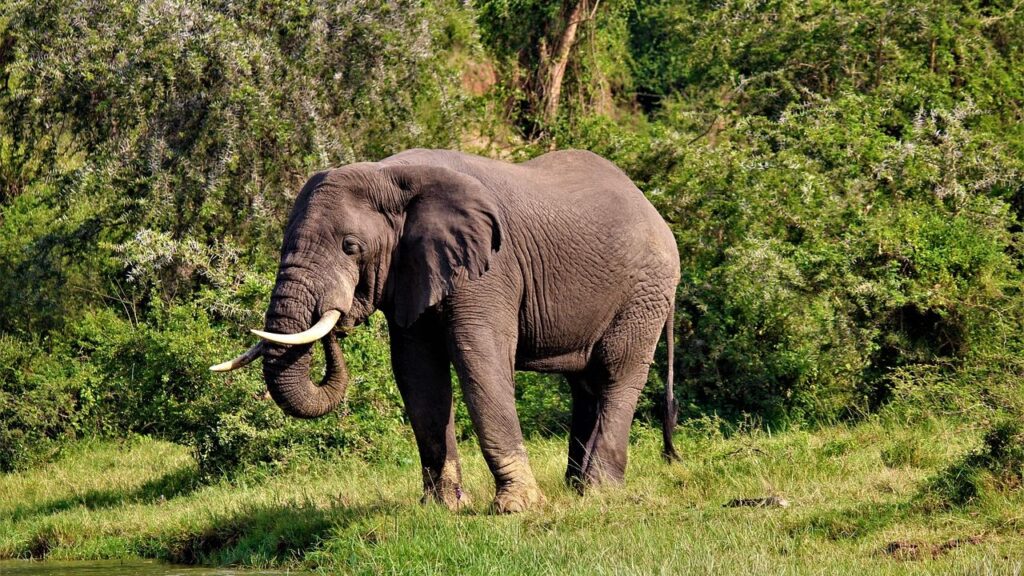 Elephants return to Mount Elgon side of Uganda after four decades